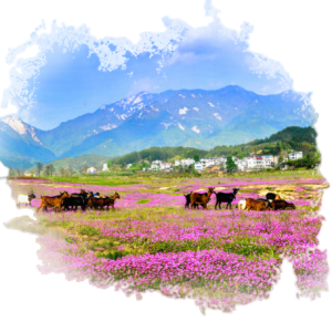 黄冈广播网的头像